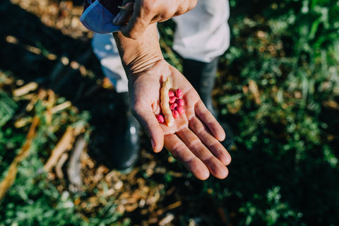 Combien de temps puis-je conserver des semences? - Le nutritionniste urbain