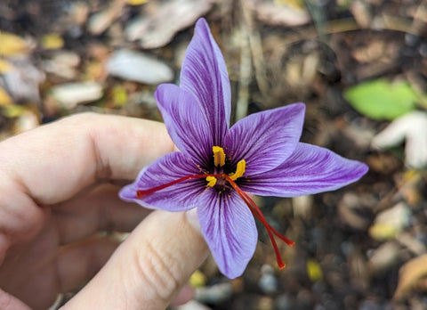 Comment cultiver du safran au Québec? - Le nutritionniste urbain