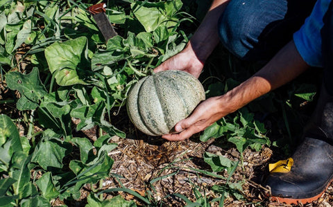Comment cultiver le melon de Montréal? - Le nutritionniste urbain
