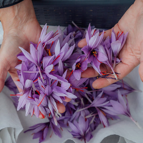 Ensemble de culture de safran (Bulbes + livre) - Prévente - Le nutritionniste urbain