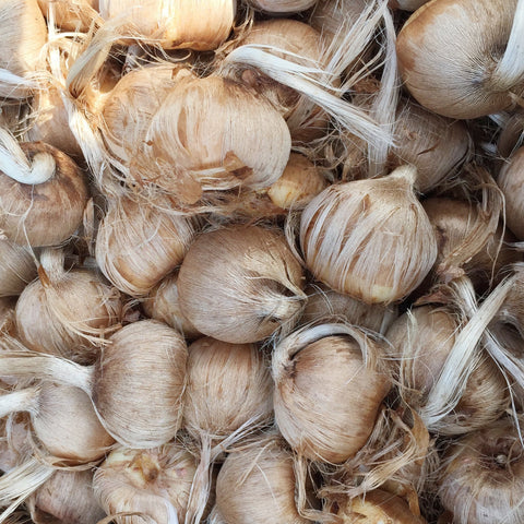 Ensemble de culture de safran (Bulbes + livre) - Prévente - Le nutritionniste urbain