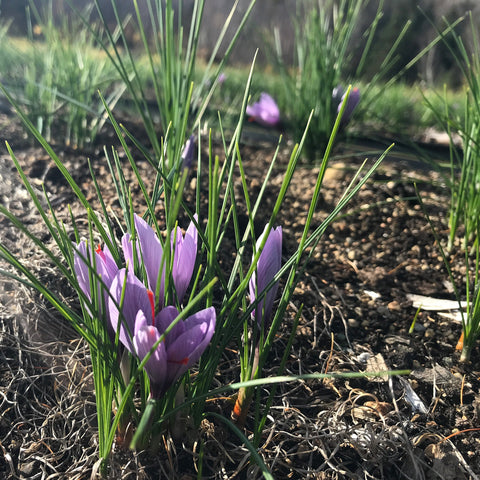 Ensemble de culture de safran (Bulbes + livre) - Prévente - Le nutritionniste urbain