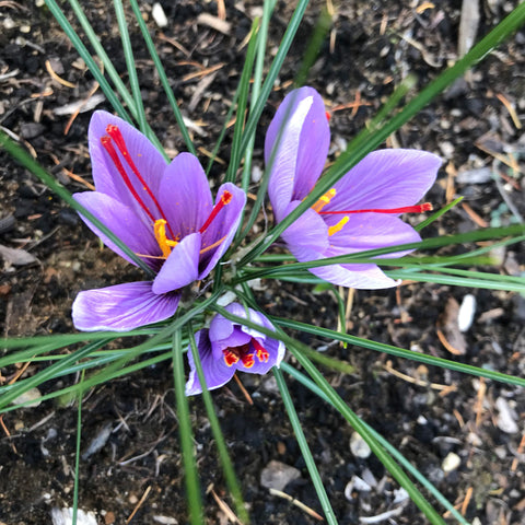 Ensemble de culture de safran (Bulbes + livre) - Prévente - Le nutritionniste urbain
