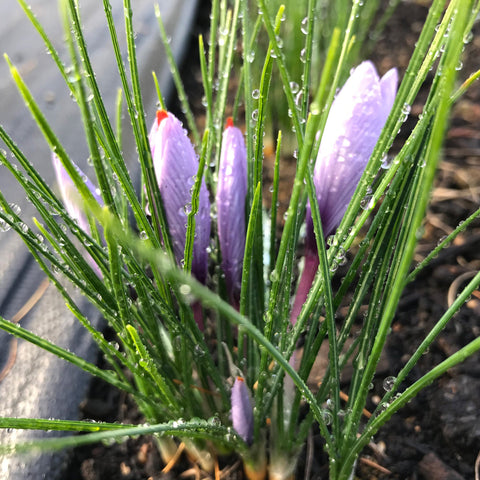 Ensemble de culture de safran (Bulbes + livre) - Prévente - Le nutritionniste urbain