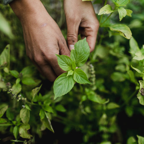 Potager classique - Coffret de semences