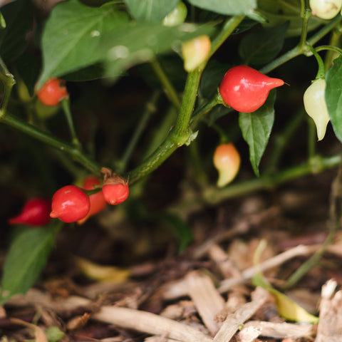 Collection de piments - Coffret de semences ancestrales - Le nutritionniste urbain