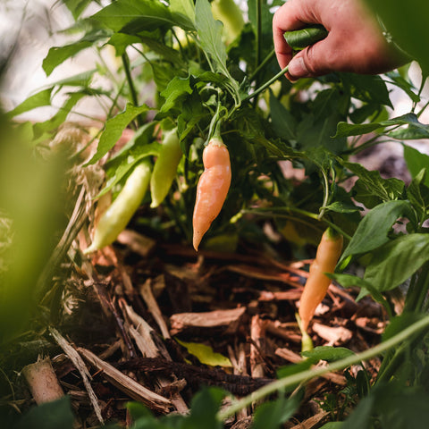 Collection de piments - Coffret de semences ancestrales - Le nutritionniste urbain