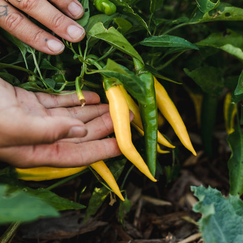 Collection de piments - Coffret de semences ancestrales - Le nutritionniste urbain