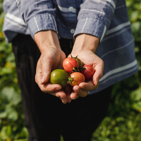 Collection de tomates - Coffret de semences ancestrales - Le nutritionniste urbain