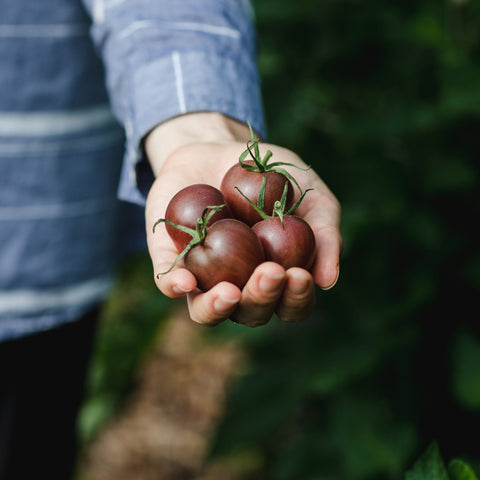 Collection de tomates - Coffret de semences ancestrales - Le nutritionniste urbain