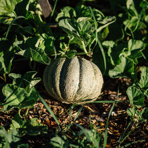 Melon de Montréal - Ensemble de culture - Le nutritionniste urbain