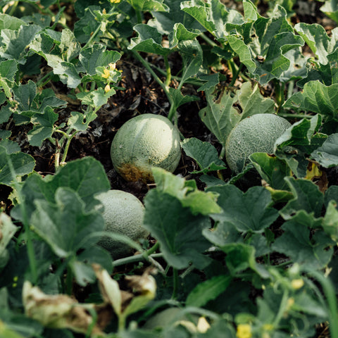 Melon de Montréal - Ensemble de culture - Le nutritionniste urbain