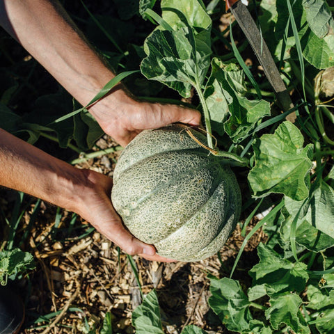 Melon de Montréal - Ensemble de culture - Le nutritionniste urbain
