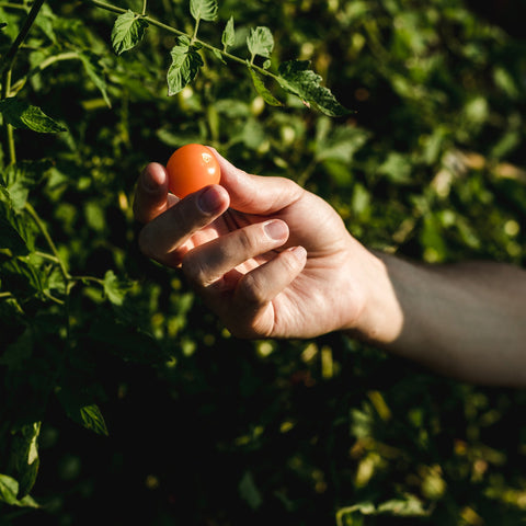 Potager classique - Coffret de semences - Le nutritionniste urbain