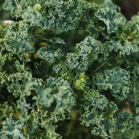 Potager classique - Coffret de semences - Le nutritionniste urbain