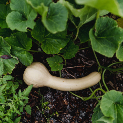 Potager classique - Coffret de semences - Le nutritionniste urbain