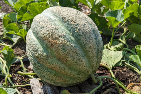 A-t-on vraiment retrouvé le melon de Montréal? - Le nutritionniste urbain