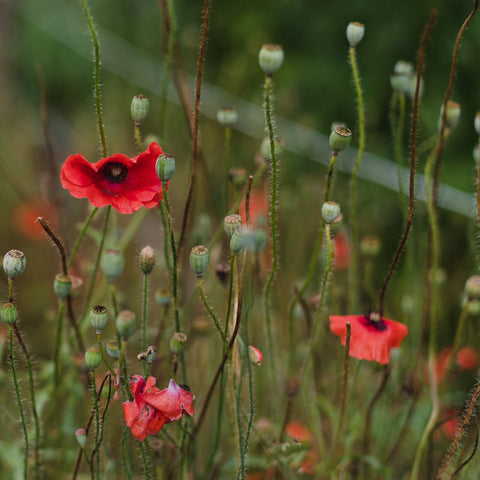 Fleurs pour abeilles et pollinisateurs - Coffret de semences - Le nutritionniste urbain