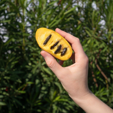 Le pawpaw - Ensemble de culture - Le nutritionniste urbain