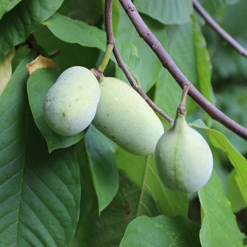 Le pawpaw - Ensemble de culture - Le nutritionniste urbain