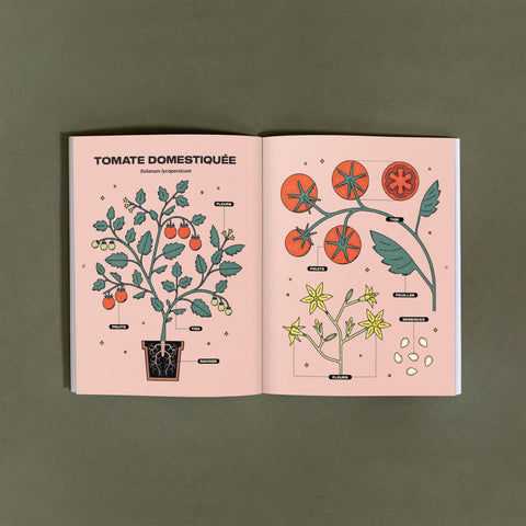 Les tomates du Québec - Ensemble de culture - Le nutritionniste urbain