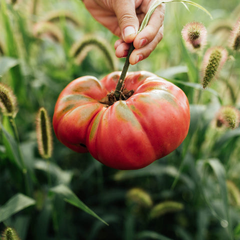 Les tomates du Québec - Ensemble de culture - Le nutritionniste urbain