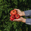Collection de tomates - Coffret de semences ancestrales - Le nutritionniste urbain