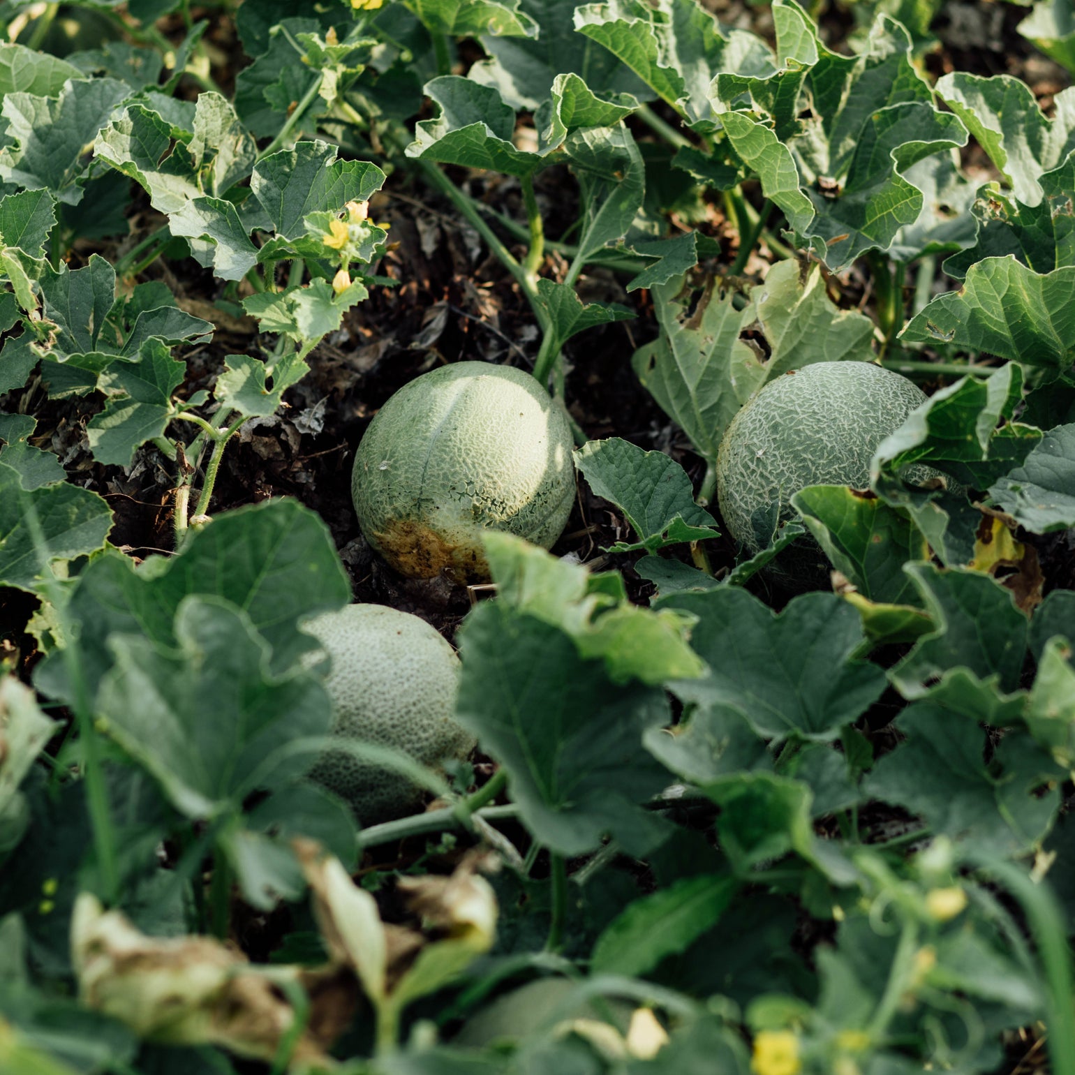 Robe Midi Imprimé Graffiti Pour Fille - Style Patineur, Legging Inclus - Ensemble Tendance Comics